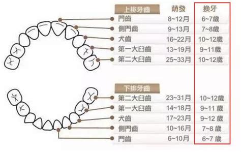 小朋友出大牙|【換牙順序】小朋友幾歲換牙正常？一文睇換牙期年齡。